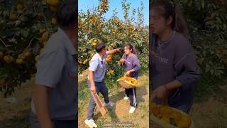 Why is The Gardener Doing This to Me  Persimmon Fruit Farming shorts farming youtubeshorts [upl. by Imailiv263]