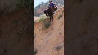 Sliding with ease 😲🐴 🎥 westernworks horse horseriding mustanghorse cowboys horseenthusiast [upl. by Kceb]