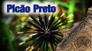 Picão preto  Bidens pilosa [upl. by Ahsiekyt]