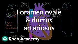 Foramen ovale and ductus arteriosus  Circulatory system physiology  NCLEXRN  Khan Academy [upl. by Eradis]