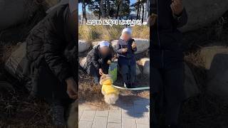 호야의 고구마도둑썰🍠 강아지일상 강아지산책브이로그 강아지 dog shorts 귀여운강아지 고구마 수녀님 mukbang 호야 puppy 포메 쇼츠 개 [upl. by Nywnorb]