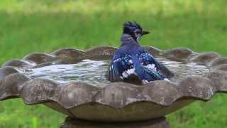 Blue Jay Bird Bath [upl. by Ahsimin]