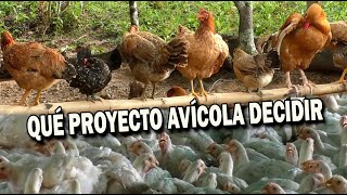 QUÉ PROYECTO AVÍCOLA ESCOGER [upl. by Igig]