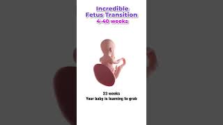 Week by week fetal development pregnany week drtanya [upl. by Adis]