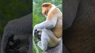 Malaysias national treasure wild animalsProboscis monkey Nasalis larvatus wildlife monkey [upl. by Cod]