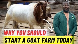 Why You Need To Start a Goat Farm In 2024 [upl. by Gurias560]