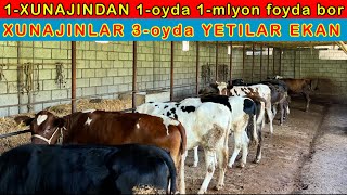 XUNAJIN YEMLAB ZOR FOYDA OLAYOTGAN DEXQON 3oyda YETILADI [upl. by Anirbaz902]