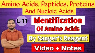 Identification of Amino Acids by Sangers Reagent  DNFB  N terminal Identification of Amino Acids [upl. by Kunin]