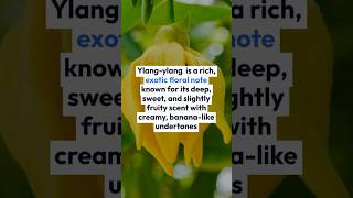 The Exotic Allure of Ylang Ylang Fragrance Breakdown YlangYlang FloralScents [upl. by Wardlaw]