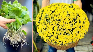 How to propagate chrysanthemums very simple from young tops you should do [upl. by Bullen]