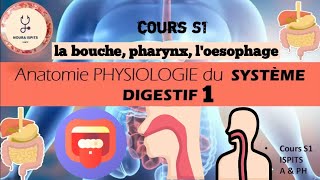 cours S1 Anatomie PHYSIOLOGIE du SYSTÈME DIGESTIF 1 📚شرح مبسط وشامل 🩺📚🩺ispitscours anatomy [upl. by Anelliw]