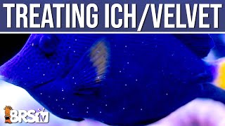 Ich or Marine Velvet in Your Reef Tank Easy Steps to Treat Saltwater Fish Disease Ep 10 [upl. by Farwell86]