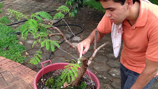 Como FAZER PASTA CICATRIZANTE para Bonsai  PASTA CASEIRA [upl. by Damha284]