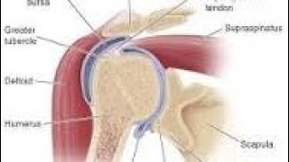 shoulder joint in malayalam [upl. by Nolahs]