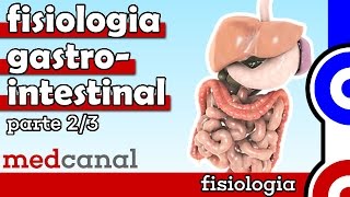 Fisiologia Gastrointestinal  FISIOLOGIA Parte 2 [upl. by Buonomo946]