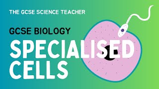 GCSE Biology Lesson 2 Specialised Cells AQA OCR Edexcel [upl. by Essilrahc]