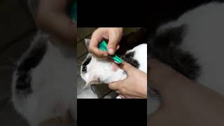 How to Apply Frontline Plus to Cats petcaretips catlover cats shortsfeed [upl. by Alyson]