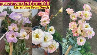 ये गुलाब नही पर फूलों में किसी से कम नही  Lisianthus Plants From Seeds Lisianthus Care Tips 2024 [upl. by Giralda]