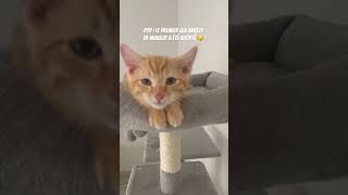 Pov  Le premier qui arrête de miauler a été adopté 🤫chat orangecat dimanche drole humour [upl. by Llewxam]