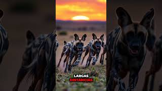 ¡ Sin escapatoria Escóndete Peligro naturalezasalvaje fauna animales africa [upl. by Groeg]