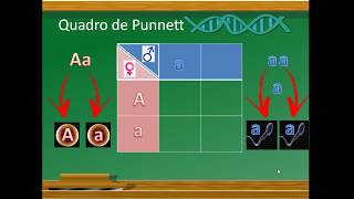 QUADRO DE PUNNETT  Raquel Gonçalves [upl. by Peters]