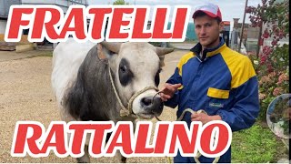 AzFratelli RATTALINO linea VACCA VITELLO INGRASSO MACELLERIA CHIERI TO☎️ 389 592 8715 [upl. by Alemat]