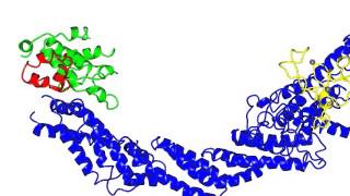 SCF E3 Ubiquitin Ligase Complex [upl. by Modesty643]