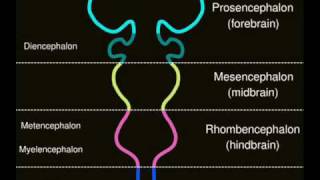 Rhombencephalon [upl. by Aicsila637]