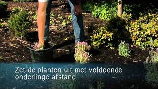 Meerdere bloeiende vaste planten in volle grond zetten [upl. by Moguel647]