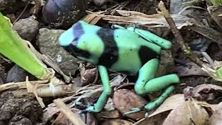 Dendrobates auratus rana venenosa verdinegra green black poison dart frog [upl. by Zahavi]