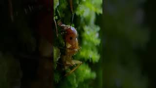 Hormigas Zombies shorts reels tiktok nature animals curiosidades viral insects [upl. by Koenig64]