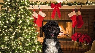 Fox News War on Christmas Led by Obamas Dog Bo [upl. by Llerraj255]