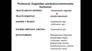 seminario 6  Pt2  Helmintos tisulares y Protozoos intestinales del tracto urogenital [upl. by Sybila]