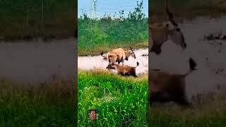 Antipopes drive dogs out of the river wildlife nature wildanimals viralvideos [upl. by Phyl]