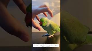 This couple rescued a parrot from drowning and raise it with love animalshorts parrot [upl. by Assillim]