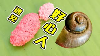 Pomacea canaliculata 100个福寿螺遇到好心人，成功团聚回归大自然 [upl. by Nayek670]