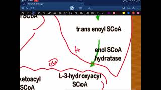 Biochemistry Lipid Metabolism second year part 7 [upl. by Kosaka397]