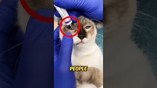 Why do People Put Gel on Cats Eyes 🤯 [upl. by Noed793]