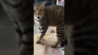 Gato enojado 😾😹❤️❤️ acrobatosviralvideo [upl. by Atinad639]