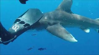 Fight with an aggressive longimanus shark [upl. by Lowrie]