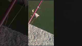 Rough fish🐠🐋🐟 caching video fishing fishfillet fish fishrecipe carpfishing tilapiafillet [upl. by Kimberley496]