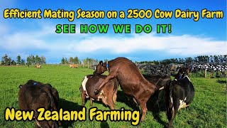 Efficient Mating Season on a 2500Cow New Zealand Dairy Farm  See How We Do It [upl. by Annaid]