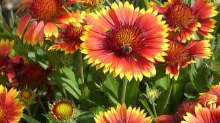 Gaillardia aristata Arizona Sun [upl. by Maible401]