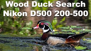 Searching for Wood Ducks with the Nikon D500 and the Nikkor 200500mm Lens [upl. by Dalt800]