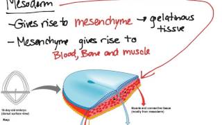 Embryonic Tissues [upl. by Wieren]