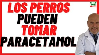 🔴 Se le Puede dar Paracetamol a los Perros 🔴 Dosis como Antiinflamatorio para Perros [upl. by Loferski]