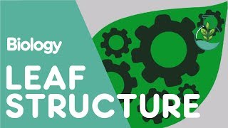 Structure Of The Leaf  Plant  Biology  The FuseSchool [upl. by Newhall]