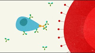 Malaria the struggle for a vaccine [upl. by Tecu]