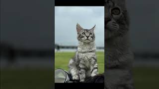 hi purrfectlyadorable necklace purrfection catsofyoutube cuteanimals purrfectentertainment [upl. by Sennahoj]