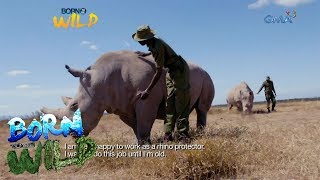 Born to be Wild Doc Nielsen Donato meets Najin and Fatu the last two northern white rhinos [upl. by Hennahane]